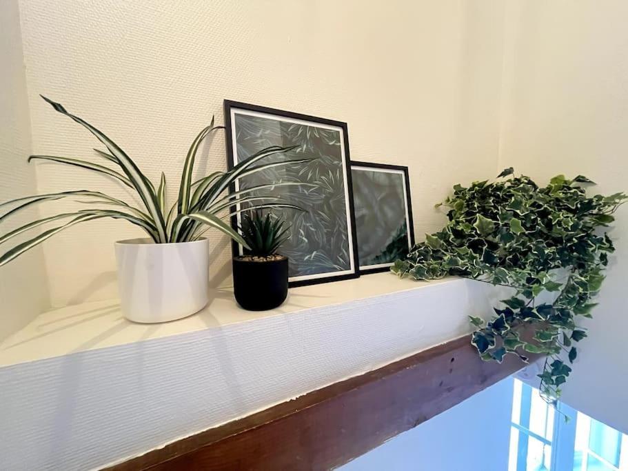 Jungle Haven - *